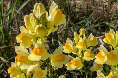 <i>Linaria vulgaris</i>