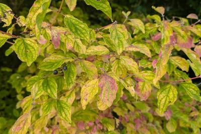 <i>Cornus sanguinea</i>