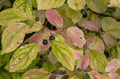 <i>Cornus sanguinea</i>