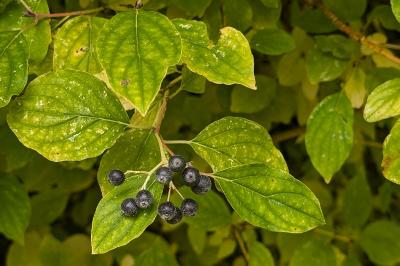 <i>Cornus sanguinea</i>