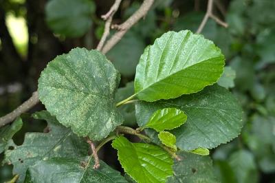 <i>Alnus glutinosa</i>