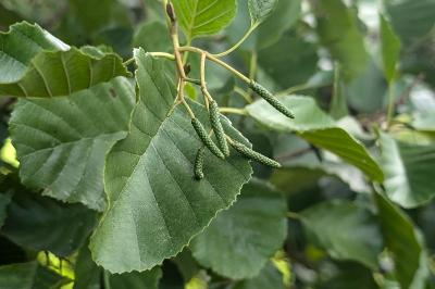<i>Alnus glutinosa</i>