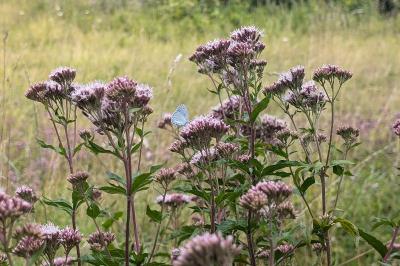 <i>Eupatorium cannabinum</i>
