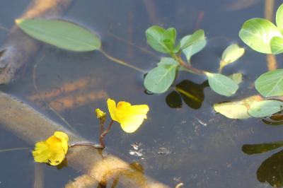 <i>Utricularia neglecta</i>