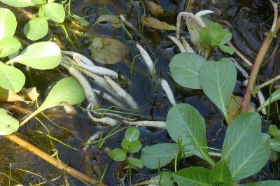 <i>Ludwigia</i>