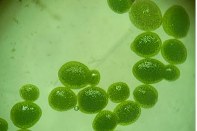 <i>Wolffia arrhiza</i>