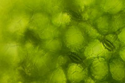 <i>Wolffia arrhiza</i>