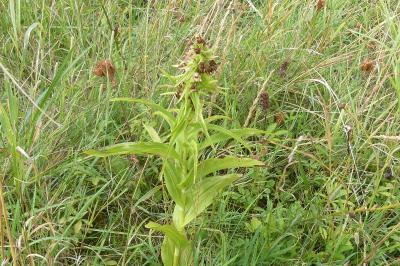 <i>Epipactis helleborine</i>