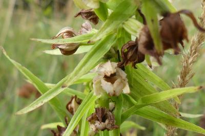 <i>Epipactis helleborine</i>
