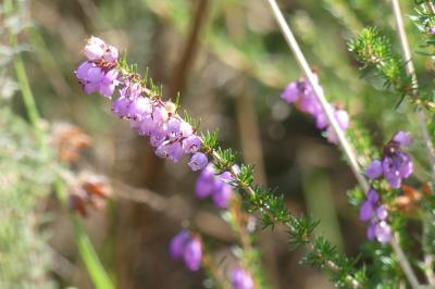 <i>Erica cinerea</i>