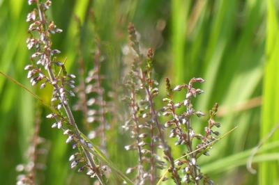 <i>Calluna vulgaris</i>