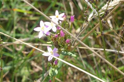 <i>Centaurium erythraea</i>