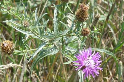<i>Centaurea decipiens</i>