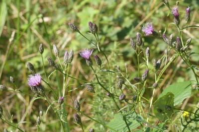 <i>Serratula tinctoria</i>