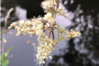 <i>Filipendula ulmaria</i>