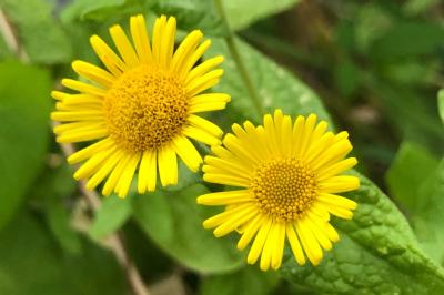<i>Pulicaria dysenterica</i>