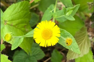 <i>Pulicaria dysenterica</i>