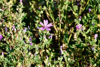<i>Malva sylvestris</i>