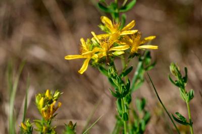<i>Hypericum perforatum</i>