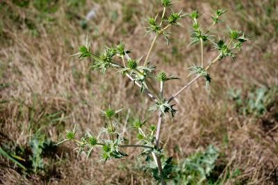 <i>Eryngium campestre</i>