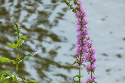 <i>Lythrum salicaria</i>