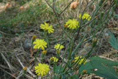 <i>Crepis setosa</i>