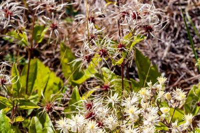 <i>Clematis vitalba</i>