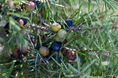 <i>Juniperus communis</i>