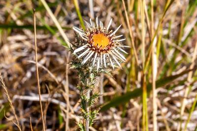<i>Carlina vulgaris</i>