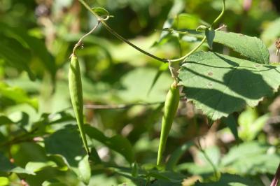 <i>Vincetoxicum hirundinaria</i>
