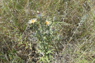 <i>Carlina vulgaris</i>