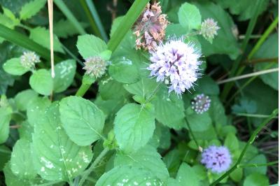 <i>Mentha aquatica</i>