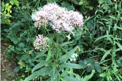 <i>Eupatorium cannabinum</i>