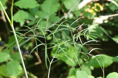 <i>Peucedanum gallicum</i>