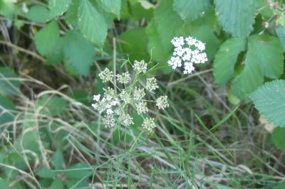 <i>Peucedanum gallicum</i>