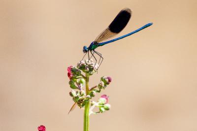 <i>Scrophularia auriculata</i>