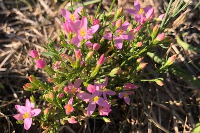 <i>Centaurium erythraea</i>