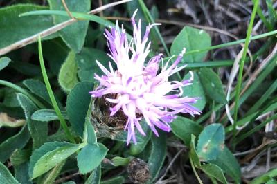 <i>Centaurea decipiens</i>
