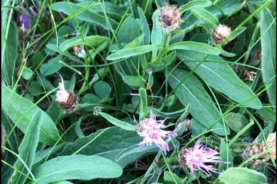 <i>Centaurea decipiens</i>