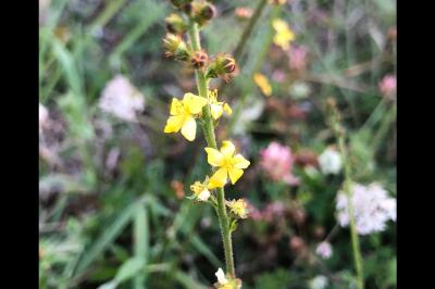 <i>Agrimonia eupatoria</i>
