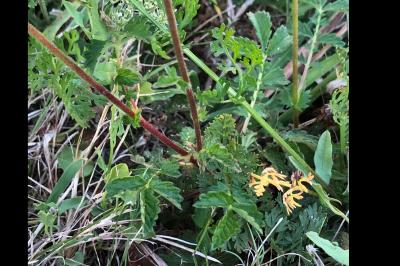 <i>Agrimonia eupatoria</i>