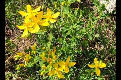 <i>Hypericum perforatum</i>