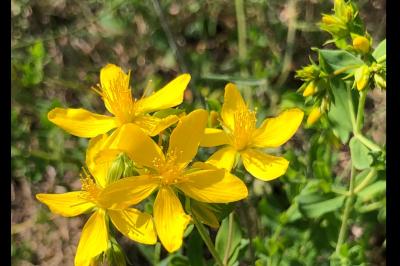 <i>Hypericum perforatum</i>