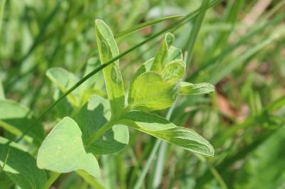 <i>Hypericum maculatum</i>