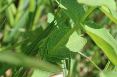 <i>Hypericum maculatum</i>