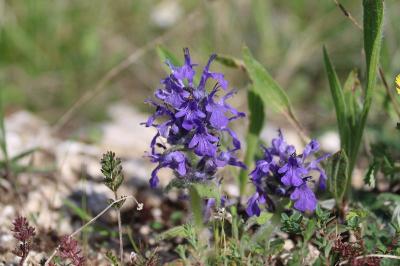 <i>Ajuga genevensis</i>
