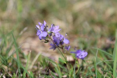 <i>Veronica saturejifolia</i>