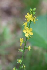 <i>Agrimonia eupatoria</i>