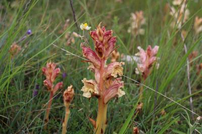 <i>Orobanche alba</i>