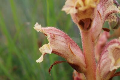 <i>Orobanche alba</i>